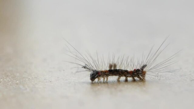 Orgyia antiqua - rusty tussock moth or vapourer on white surface