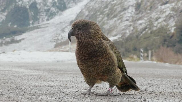Close-up of Kea Parrot (Nestor Notabilis) With Leg Ring In Fiordland, New Zealand.
