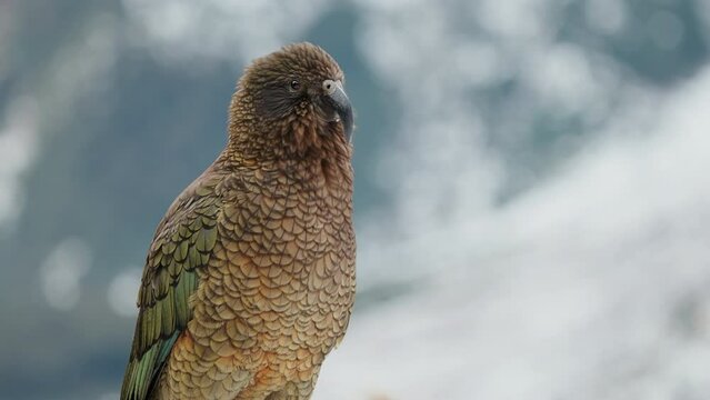 Close-up of Adult Kea Parrot Looking Around In Its Habitat In Fiordland, New Zealand.