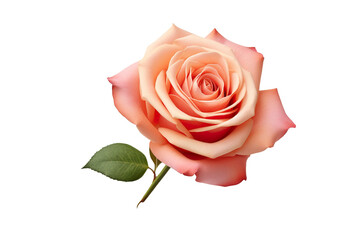 photorealistic close-up of a rose on white background isolated PNG