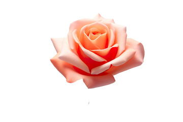 photorealistic close-up of a rose on white background isolated PNG