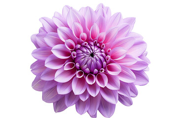 photorealistic close-up of a purple dahlia on white background isolated PNG