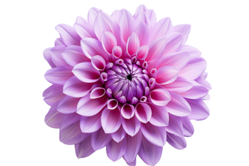 photorealistic close-up of a purple dahlia on white background isolated PNG