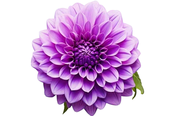 Fototapeten photorealistic close-up of a purple dahlia on white background isolated PNG © JetHuynh