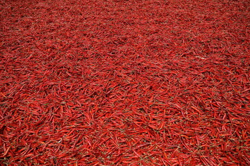 Red Chile 