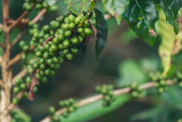 Close up Green seed berries harvest arabica coffee garden. Green coffee bean berry plant fresh raw...