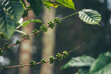 Green coffee bean berry plant fresh raw seed coffee tree growth in eco organic farm. Close up Green seed berries harvest arabica coffee garden. Fresh coffee bean green leaf bush ecology berry plant