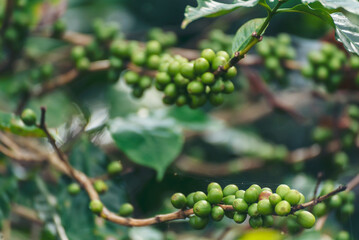 Close up Green seed berries harvest arabica coffee garden. Green coffee bean berry plant fresh raw seed coffee tree growth in eco organic farm. Fresh coffee bean green leaf bush ecology berry plant