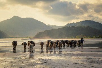 Water Buffalo is one of the natural activities that just make Selong Belanak beach a special one....