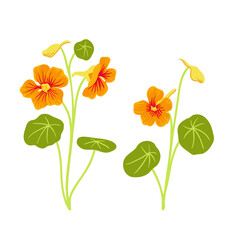 nasturtium, vector drawing flowers at white background, hand drawn botanical illustration