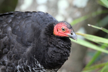 Close up portrait of an Australian brushturkey bird