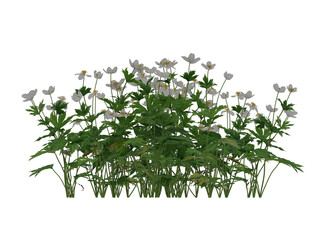 Small  plants bush with white flower on transparent background