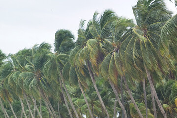 bunch of fresh coconut fruit hang on coconut tree