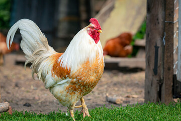 A large rooster stands in the grass on a sunny day. Watching chickens.