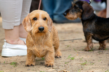 Wirehaired dachshund at a dog show