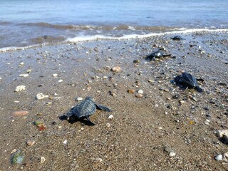 baby turtle on the east coast of Nusa Tenggara