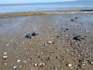 baby turtle on the east coast of Nusa Tenggara