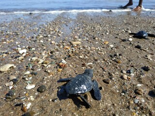baby turtle on the east coast of Nusa Tenggara