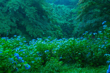 霧に包まれた幻想的な紫陽花