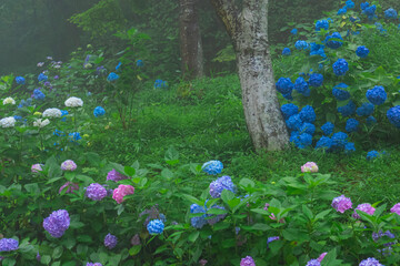 霧に包まれた幻想的な紫陽花