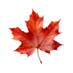 Obraz premium fallenleaves