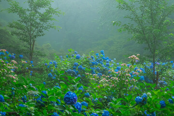 霧に包まれた幻想的な紫陽花