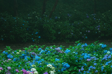 霧に包まれた幻想的な紫陽花