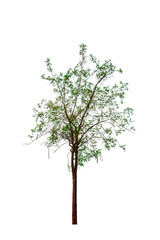 single tree isolated on white background