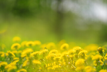 A green field with yellow dandelions. Close-up of yellow spring flowers on the ground in a yellow haze, selective focus on a background of blurred flowers and bokeh