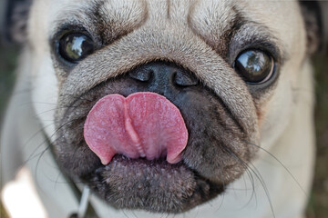 portrait of a beautiful pug who shows his tongue and looks into the camera, selective focus