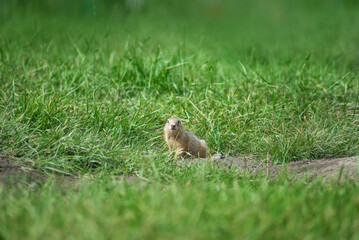 Naklejka na ściany i meble baby gopher peeks out of a mink on a warm summer day, selective focus