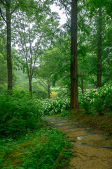 霧に包まれた幻想的な紫陽花