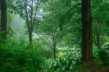 霧に包まれた幻想的な紫陽花