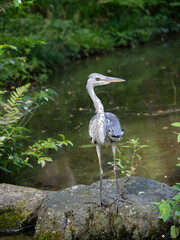 池の傍のアオサギの幼鳥