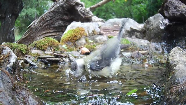 Vogelbad  