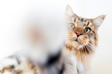 Maine Coon cat breed A furry cat reaches out to the camera in close-up.