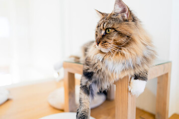 Maine Coon cat breed Furry cat lying on the table in the cafe.