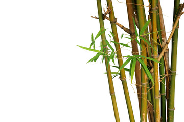 Fototapeta na wymiar Close up of a group of bamboo plants isolated on a png file at transparent background.