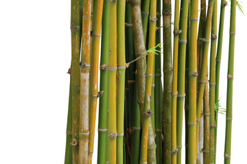 Close up of a group of bamboo plants isolated on a png file at transparent background.