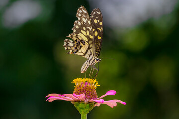 butterfly on flower