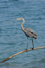 Graureiher (Ardea cinerea)