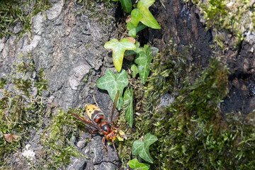 Hornisse (Vespa crabro)