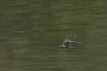 Große Königslibelle (Anax imperator)