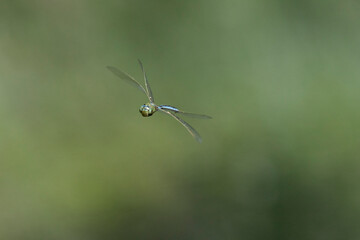 Große Königslibelle (Anax imperator) © Lothar Lenz