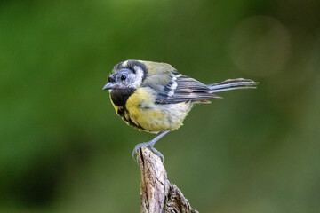 Kohlmeise (Parus major)