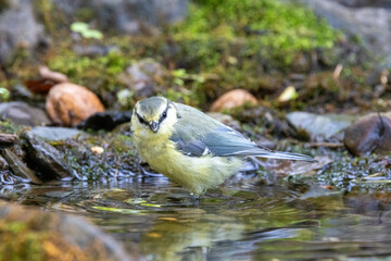 Blaumeise (Cyanistes caeruleu)