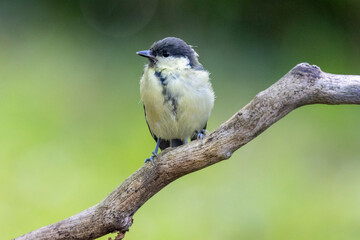 Kohlmeise (Parus major)