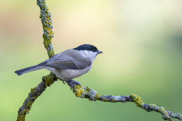 Sumpfmeise oder Nonnenmeise (Poecile palustris)