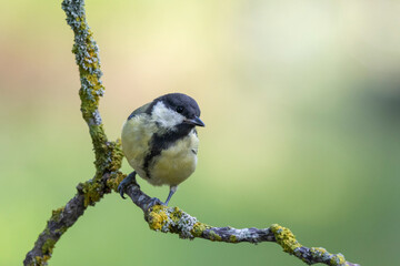 Kohlmeise (Parus major)