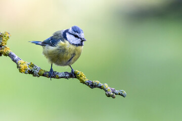 Blaumeise (Cyanistes caeruleu)